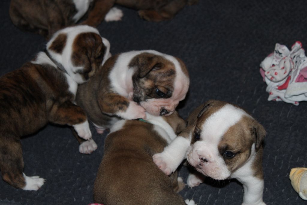 Chiot Bulldog Anglais Du Domaine De Caamy