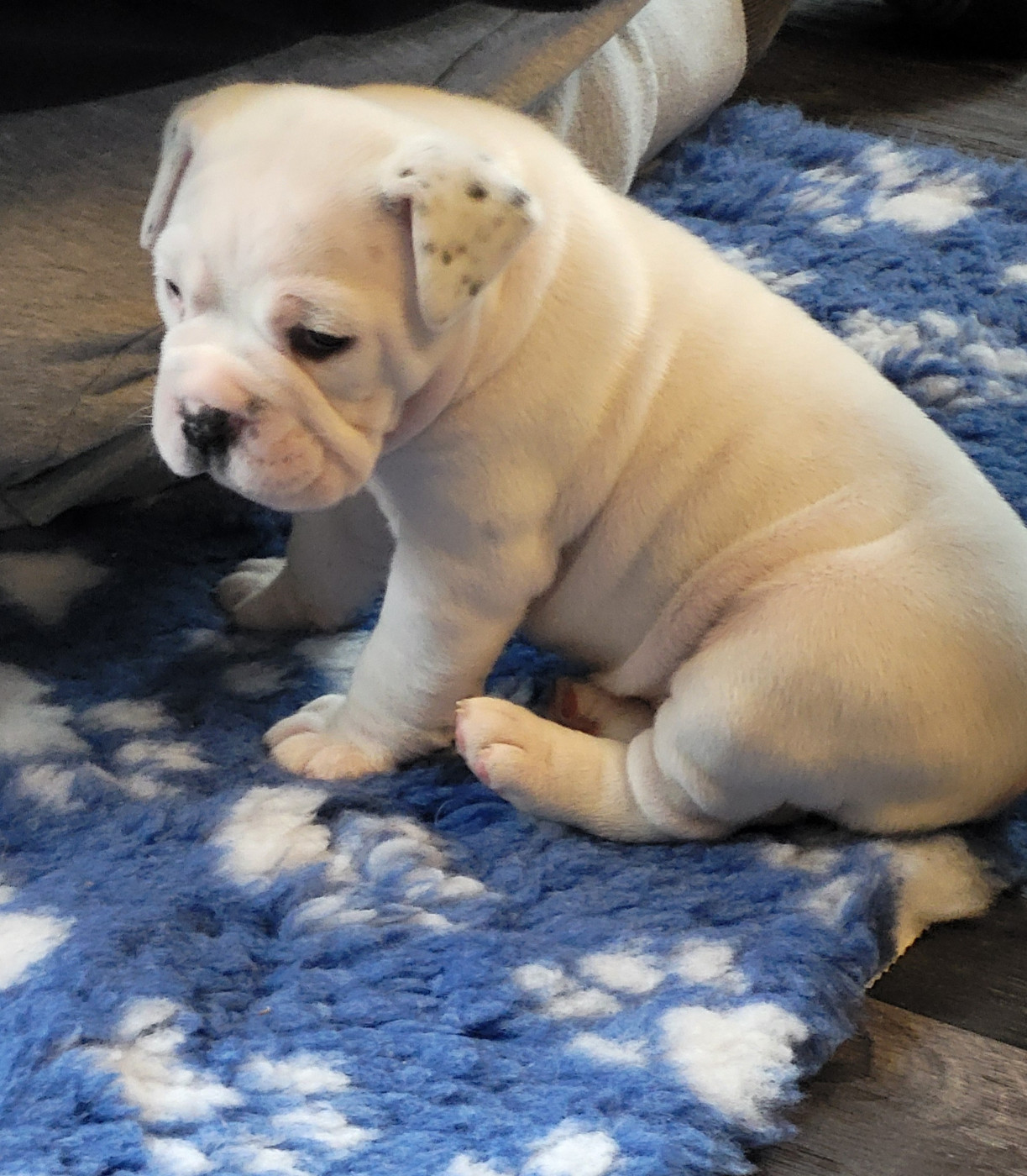 Du Domaine De Caamy - Chiots disponibles - Bulldog continental